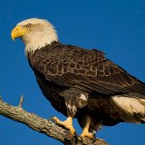 11SB8433 American Bald Eagle
